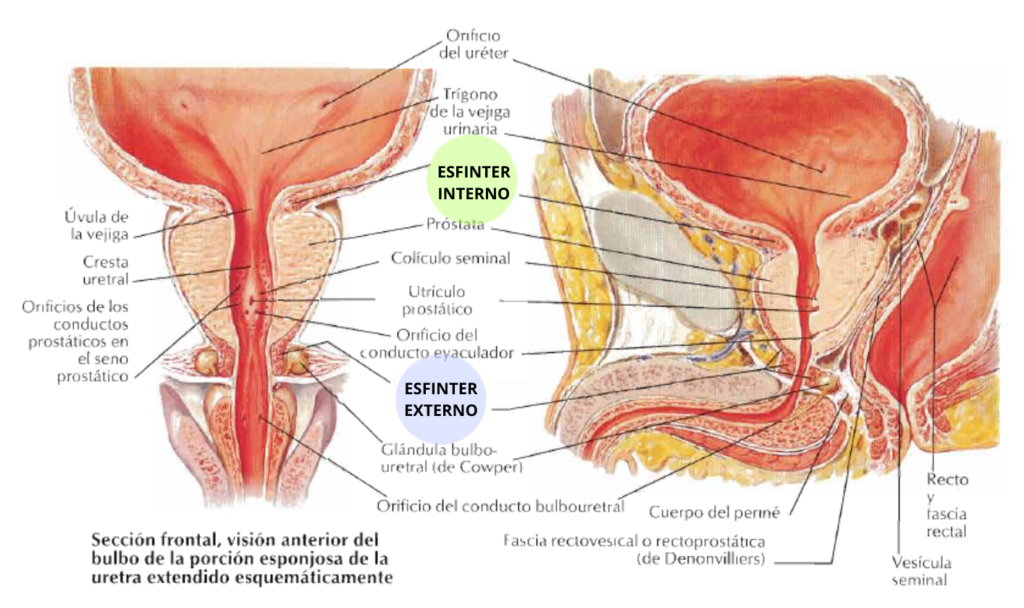Fuente: Netter. Atlas de anatomía humana